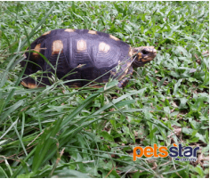 Red Footed Tortoise Info Red Footed Tortoise Info